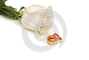 White rose and wedding rings isolated on white