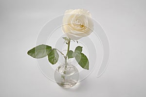 White rose on white background in studio