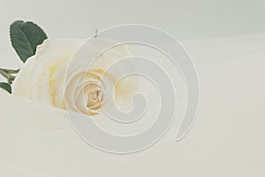 White rose on white veil