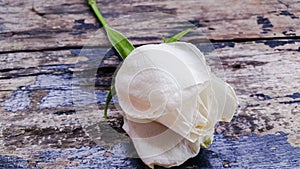 White rose on wooden background