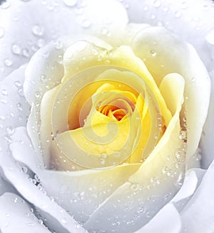 White rose with yellow center