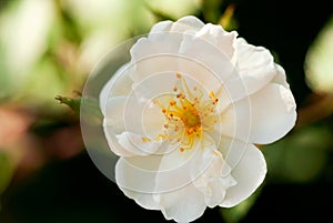 White Rose with Yellow Stamen