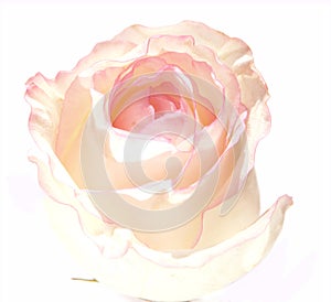 White rose1