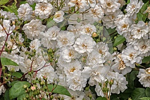 White rosebush Hedi Grimm. Selected sorts of exquisite roses for parks, gardens, decoration