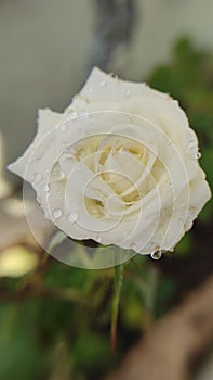 White rosebush with one full rose blossom and three rosebuds