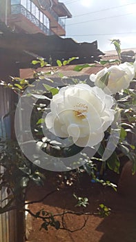 A White roseflower