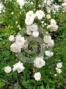 White rosehip flowers on a Bush close-up. Tea rose