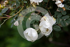 White rosehip flowers close-up in the garden