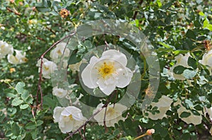 White rosehip Rosales - a large flower on a branch photo