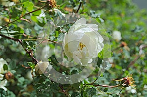 White rosehip Rosales - a large flower on a branch photo