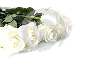 White roses