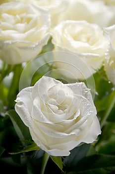 Bílý růže 