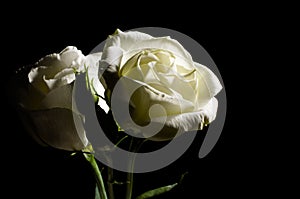 White roses photo