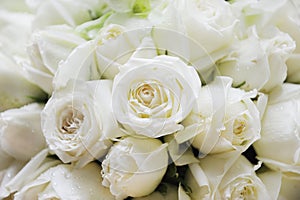 White roses photo