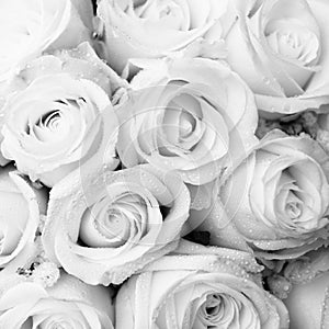 White roses