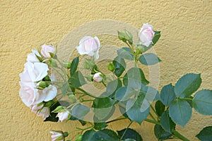 White roses against wall
