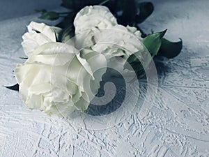 White roses arrangement on soft blue details background.