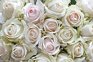 White Roses as a background