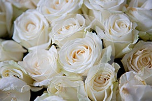 White roses background