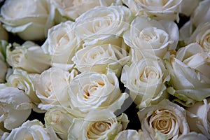 White roses background