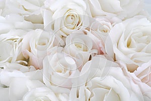White roses background