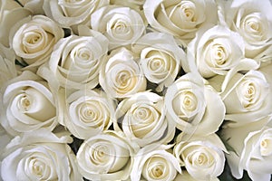 White Roses background
