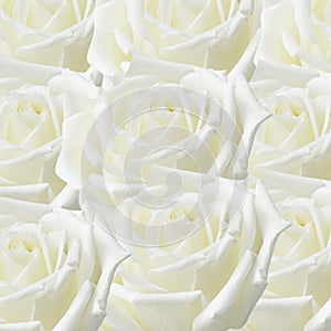 White roses background