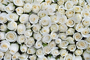 White roses background