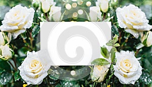 White roses background with copy space. Spring floral beautiful easter card. Fresh flowers.
