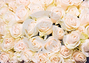 White roses background, luxury bouquet wallpaper