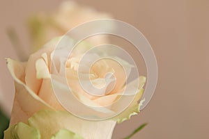 White roses background. Nature, flowers, bouquet