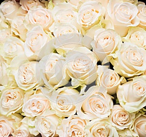 White roses background, romantic bouquet. Celebration