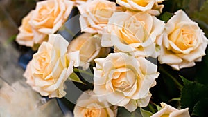 White roses background, romantic bouquet. Flowers