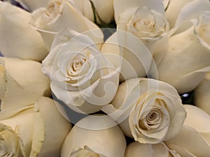 White roses background for Valentine`s day or Mother day or Woman day post card or invitation.