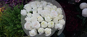White Roses Background. Variety of white roses in beautiful bouquet. Bridal bouquet of white rose in bright colors in flower shop