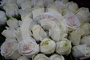 White Roses Background. Variety of white roses in beautiful bouquet. Bridal bouquet of white rose in bright colors in flower shop