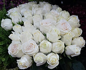 White Roses Background. Variety of white roses in beautiful bouquet. Bridal bouquet of white rose in bright colors in flower shop