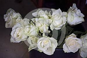 White roses