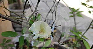 white roses blooming in the front yard of the house