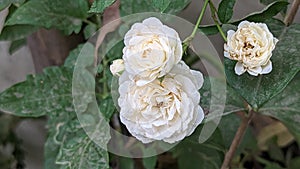 White Roses in blooming serene nature in summer season