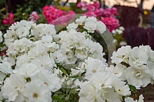 White roses blossoming in spring season