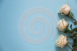 White roses on a blue background. Happy Valentine`s Day or Mother`s Day