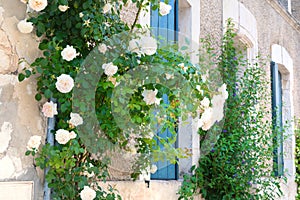 White roses with blue blinds on the windows