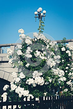 White Roses and Bridge