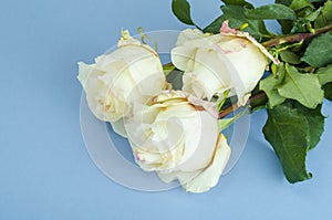 White roses on bright background with space for text.