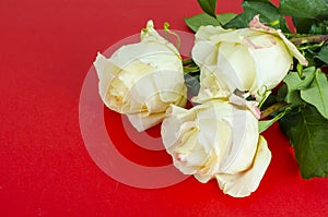 White roses on bright background with space for text.