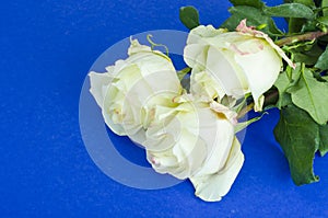 White roses on bright background with space for text.