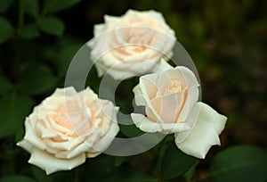 White roses with buds on a background of a green bush in the garden.