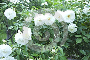 White roses in bush