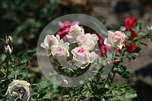 White roses bush outside